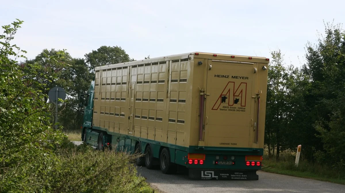 Det nye EU-kommissionsforslag inkluderer skærpede krav til dyrevelfærden under transport, herunder mere plads til dyrene, øget monitorering og regulering af transporttider ved høje temperaturer. Arkivfoto