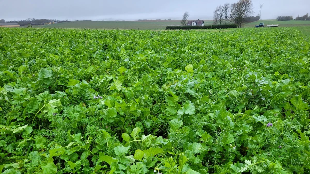 Den frivillige efterafgrøde er en blanding af foderrradisen Structurator, olieræddike, fodervikke, honningurt, boghvede og hør. Foto: Kirstine F. Jørgensen, Center For Frilandsdyr.