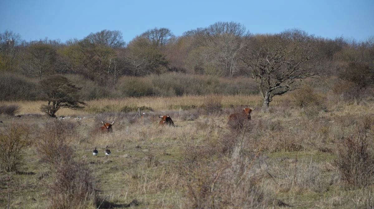 Private skovområder med store, gamle og døde træer, sumpskove og græsningsskove kan som noget nyt ses på Danmarks Miljøportal. Arkivfoto: Camilla Bønløkke
