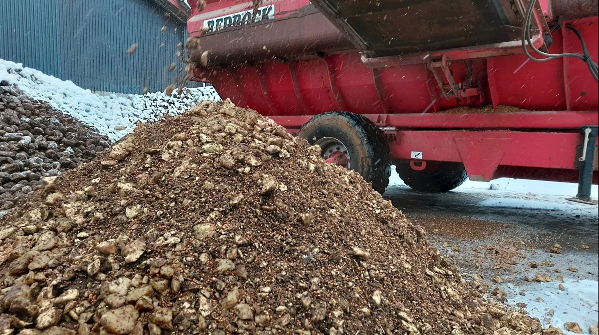 Sådan har roeblandingen hos Esben Ravn Larsen set ud de sidste mange år. Nu skal roerne i stedet knuses i renbestand ud over majsstakkene.