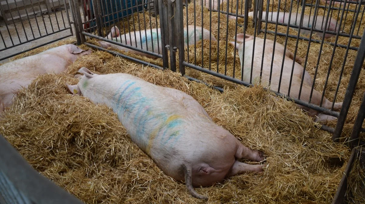 Velplanlagte og velfungerende sygestier kan være nøglen til at opnå højere produktivitet. Arkivfoto: Camilla Bønløkke