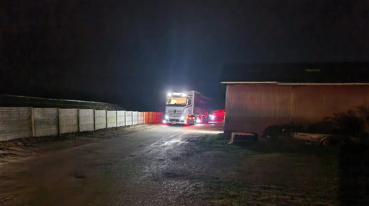 Det var en tidlig lørdag morgen, at de første mink kom tilbage til Danmark, efter at forbuddet mod at holde mink på erhvervsbasis var blevet ophævet. Arkivfoto: Henning Andersen