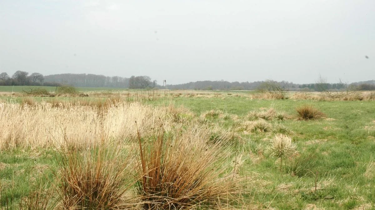 Mængden af lavbundsjord i Danmark var faldet drastisk, viste en ny opgørelse. NU er der kun 118.000 hektar lavbundsjord tilbage i Danmark. Arkivfoto: Camilla Bønløkke