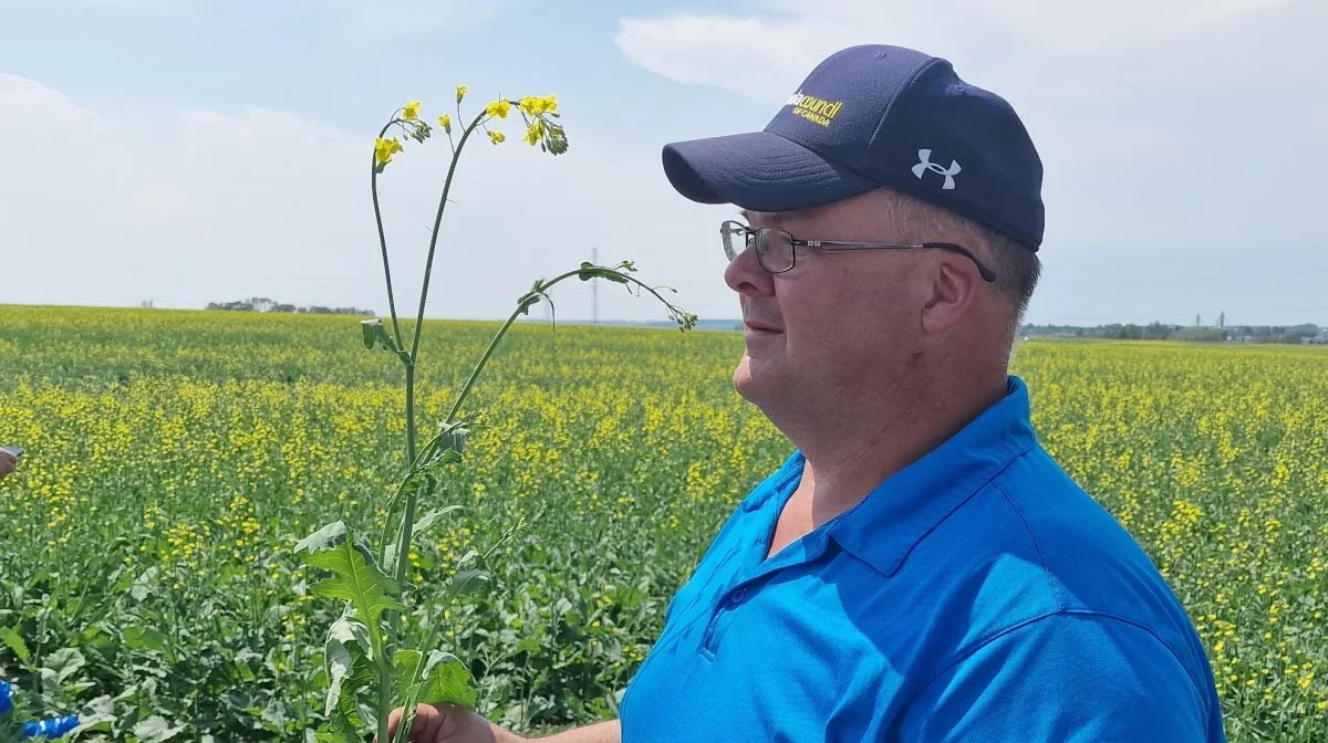 - Denne canola-mark blev sået direkte med no-till den 15. maj – altså for cirka 45 dage siden. Og normalt går den ikke i blomst før efter Canadian Day den 1. juli. Men i år er den tidlig og vi skal hurtig i gang med forebyggende svampesprøjtning, fortæller Ian Chitwood til Effektivt Landbrug. Fotos: Jørgen P. Jensen