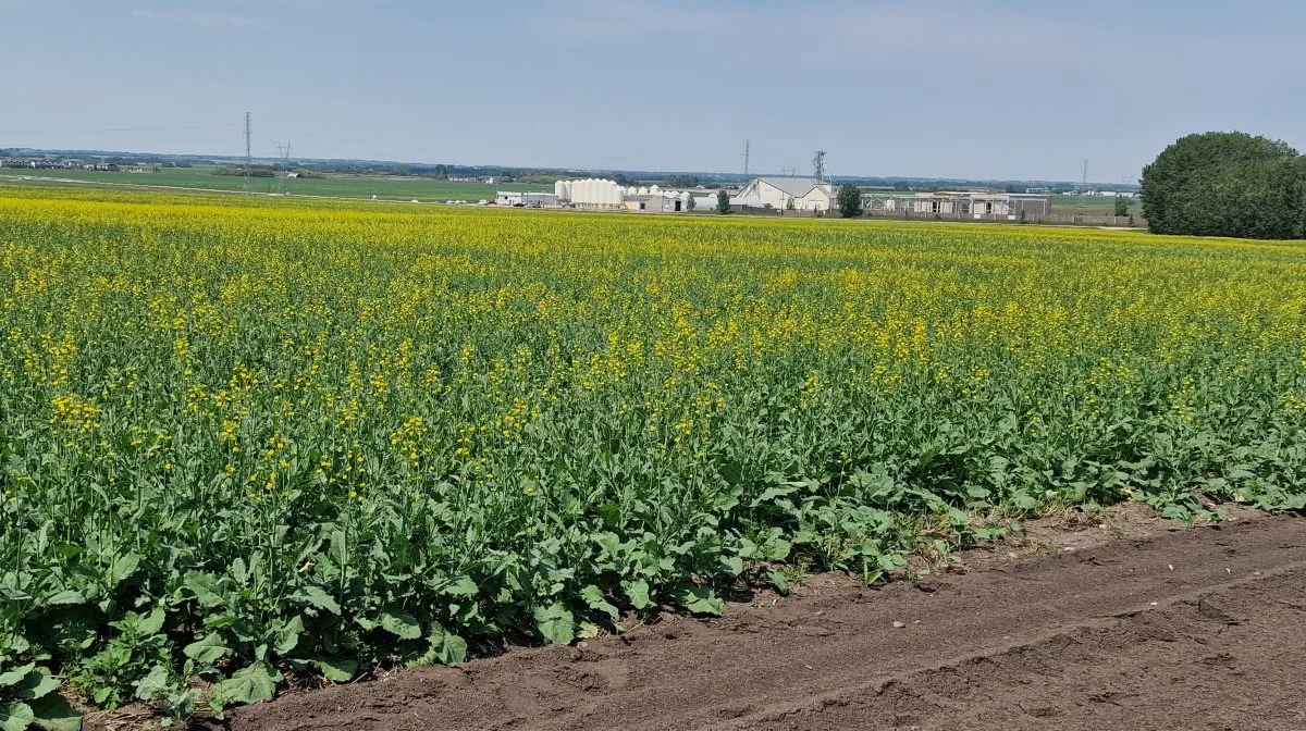 De varme dage her sidst i juni har fået canola-markerne i Alberta til at gå tidligt i blomst.