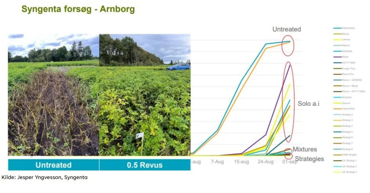 Syngentas forsøg i Arnborg beskriver dokumenterer effekten af at blande midler, hvor udviklingen i skimmel kan følges på kurverne yderst til højre, hvor behandling med enkelte midler (solo a.i.) ligger væsentligt højere end blandinger (mixtures). Kilde: BJ-Agro/Syngenta