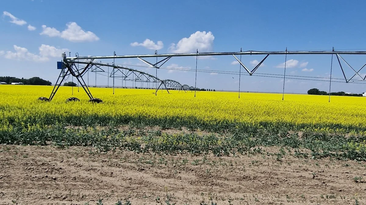 Der er tydelig forskel på canola-markerne med vanding i forhold til uvandede marker. Her er den tidlige blomstring endnu længere fremme.