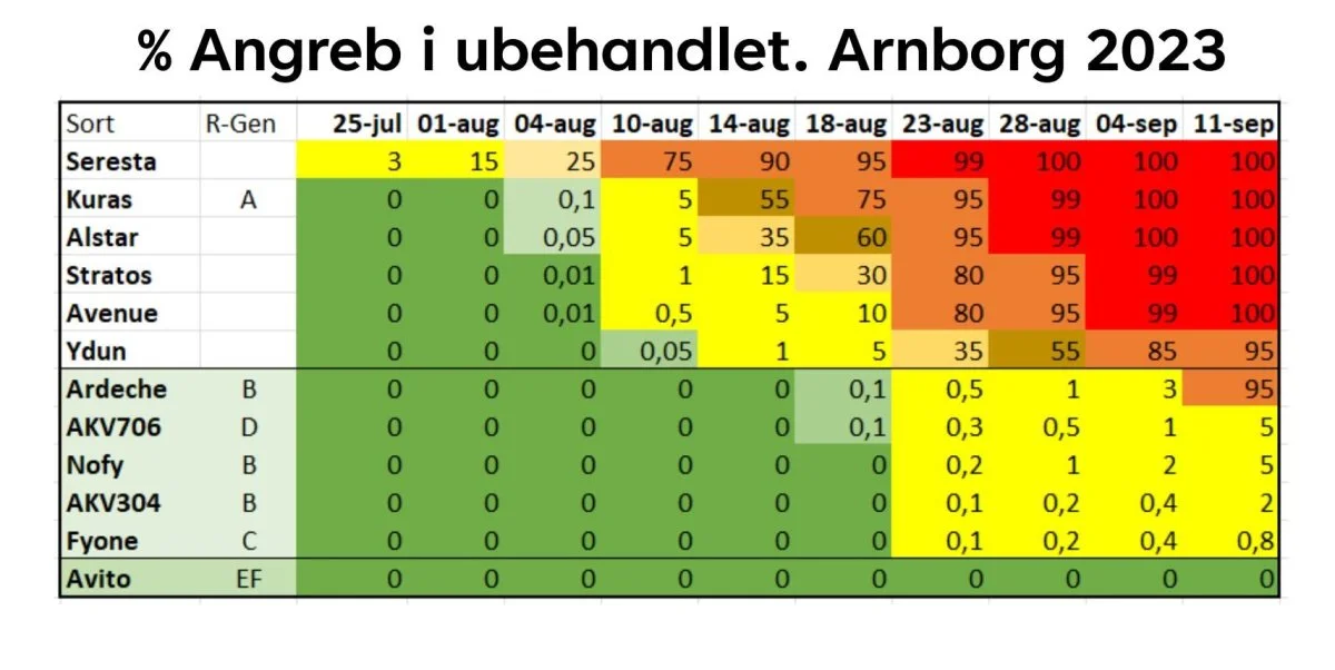 Forskellen mellem sorter med og uden resistensgener mod skimmel viser sig tydeligt i de ubehandlede parceller i Arnborg, hvor Fyone skiller sig ud og efter Jan Baunsgaard Pedersens vurdering vil kunne reducere kemiforbruget til en tredjedel. Kilde: BJ-Agro