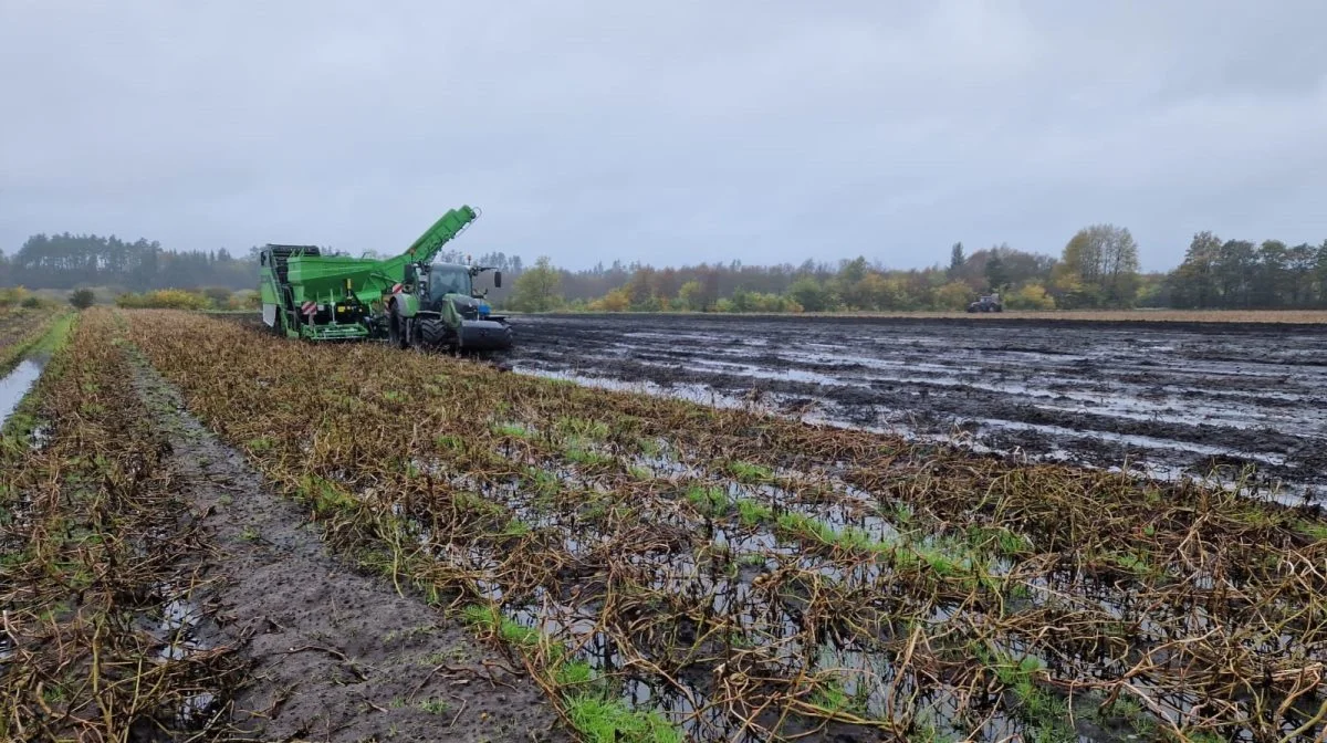 Ifølge DMI har 2023 været det vådeste år nogensinde i Danmark. Kartoffeloptageren fra AVR trodsede dog vandmasserne hos Henning Thybo. Foto: WekoAgro