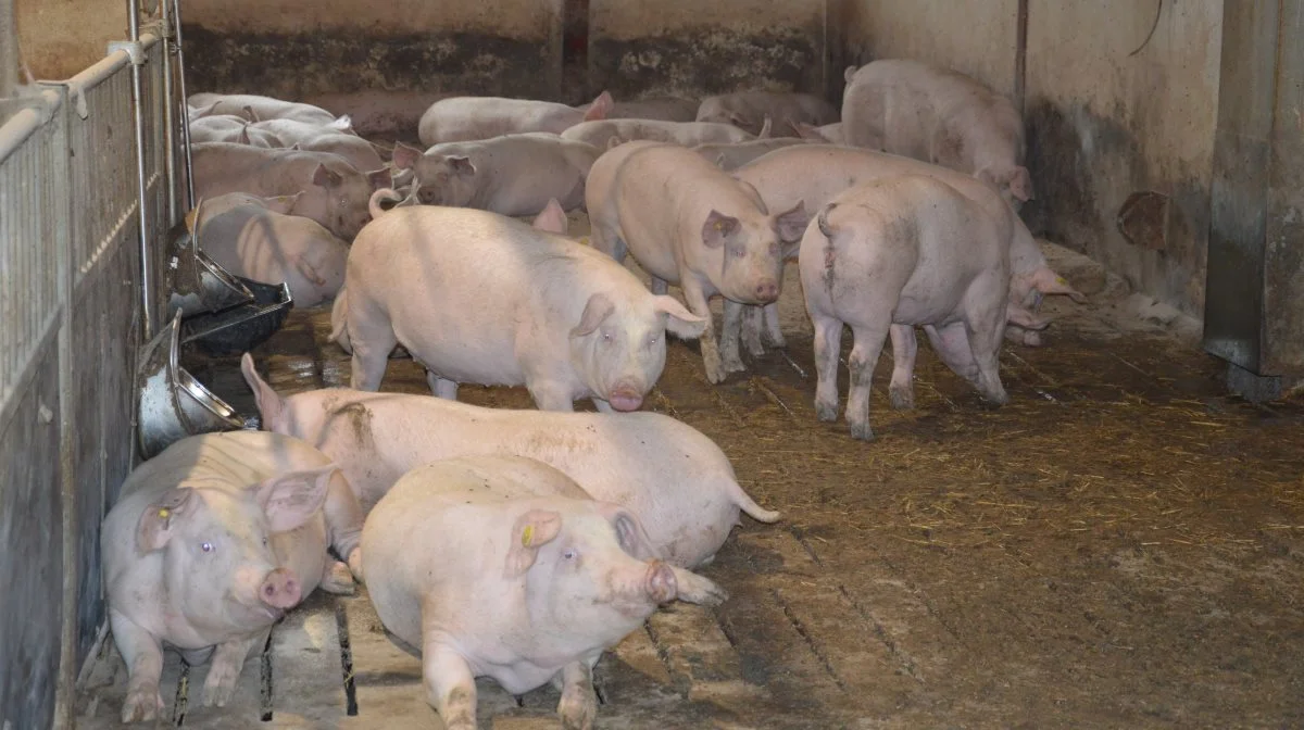 Den gennemførte sænkning af normen for fordøjeligt protein til polte vil øge deres fedtaflejring og forbedre styrken, så de bliver mere produktive som søer. Arkivfotos