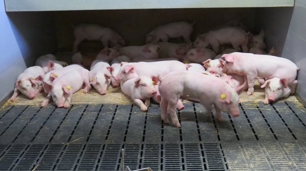 Det er de færreste bedrifter, der kan håndtere at fodre deres polte i tre faser i vægtintervaller helt nede fra 30 kg, som det anbefales. Resultatet er, at man i mange besætninger går på kompromis og kører med den samme fodersammensætning til poltene hele vejen fra 30 til 110 kg. 
