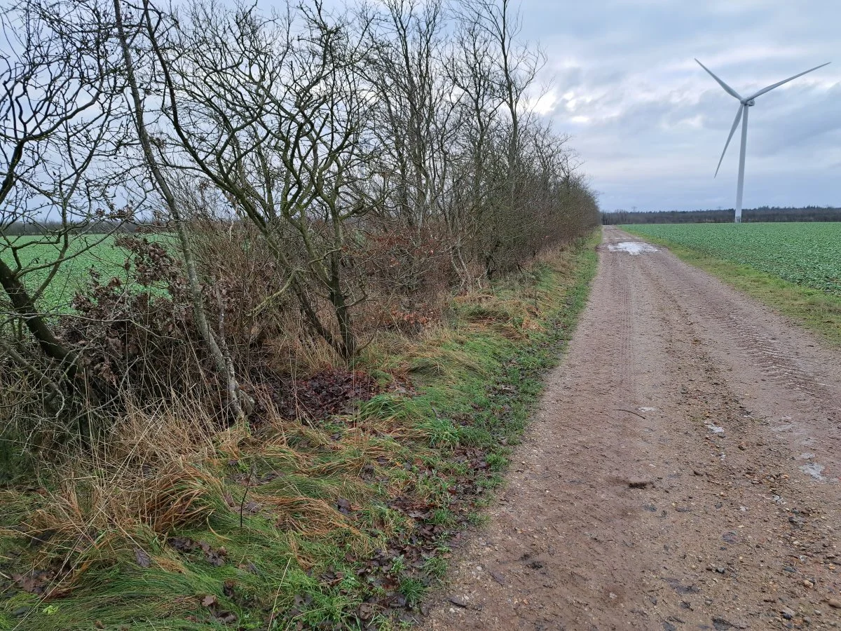 Overgangene mellem markveje, hegn og marker er vigtige for biodiversiteten. Foto: Louis Andreas Michaelsen.
