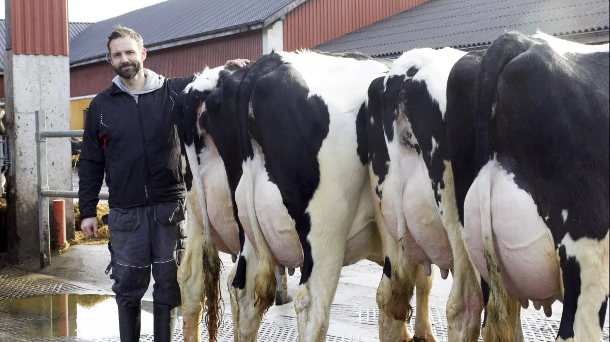 Niel Erik Haahr fra Anderstrup Holstein kan endnu engang juble over at have Danmarks højestydende besætning. Arkivfoto: Tenna Bang