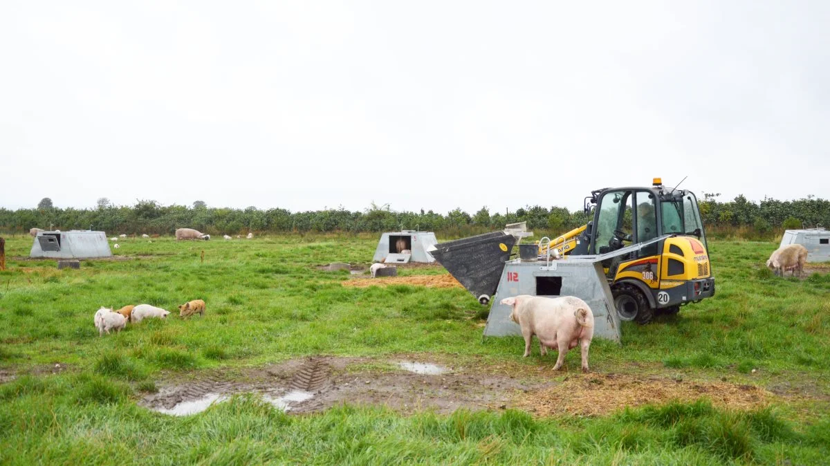 Hele flowet af foder fra »foderproduktion/-levering til grisens indtag af foderet« er undersøgt i 10 besætninger som en del af et GUDP-samarbejdsprojekt. Arkivfotos: Camilla Bønløkke