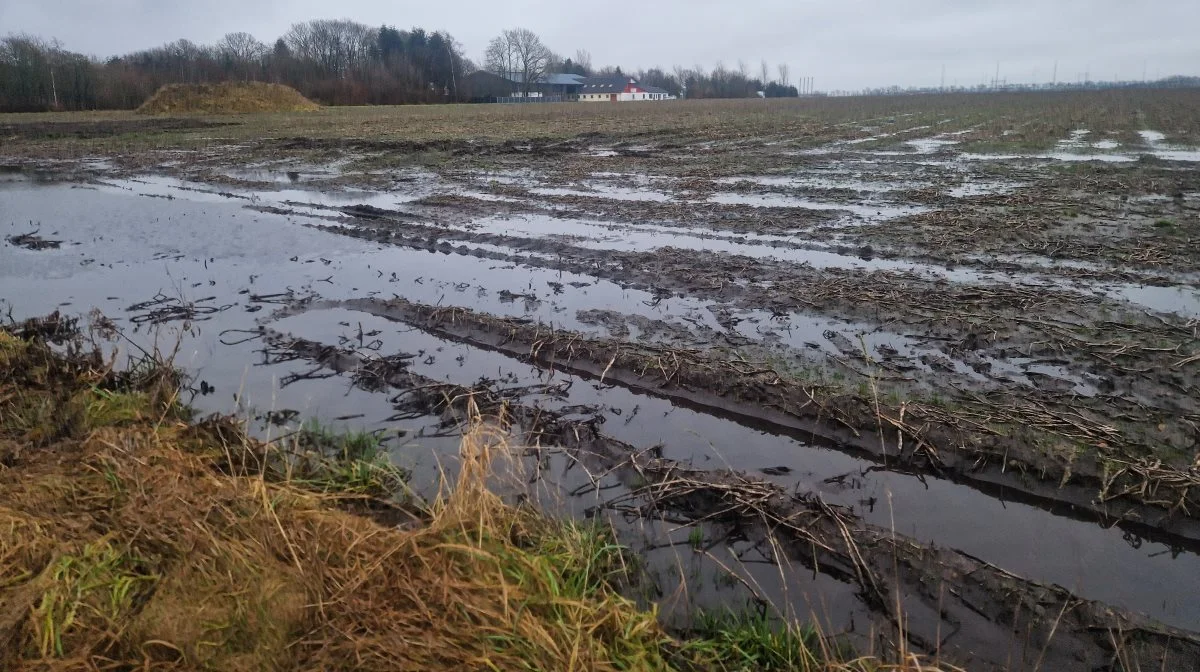 I går så marker i Midtjylland således ud. Og meget mere nedbør forventes i de kommende dage. Hvor meget mere kan vintersæden tåle? Fotos: Henning K. Andersen