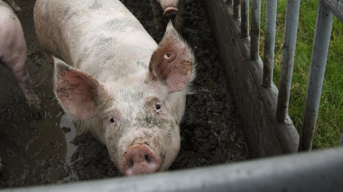 Det ser noget tungt ud for svineprisen i USA