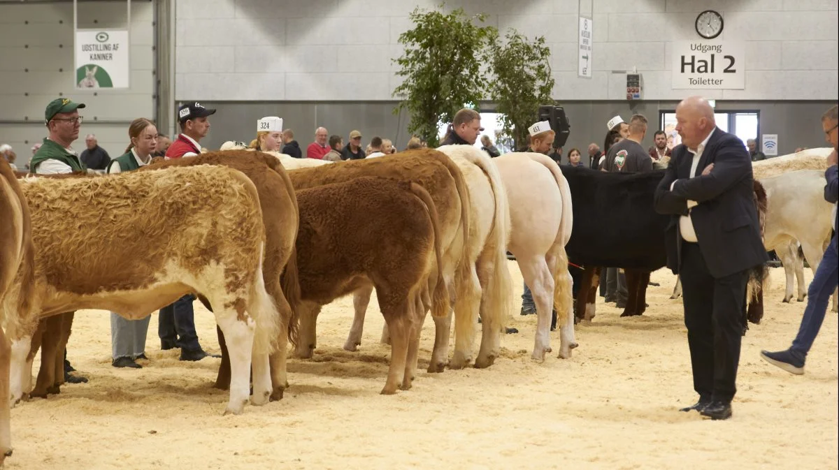 Kødkvægsskuet vil være det første i forbindelse med Agro Nord siden 2018. Foto: Tenna Bang