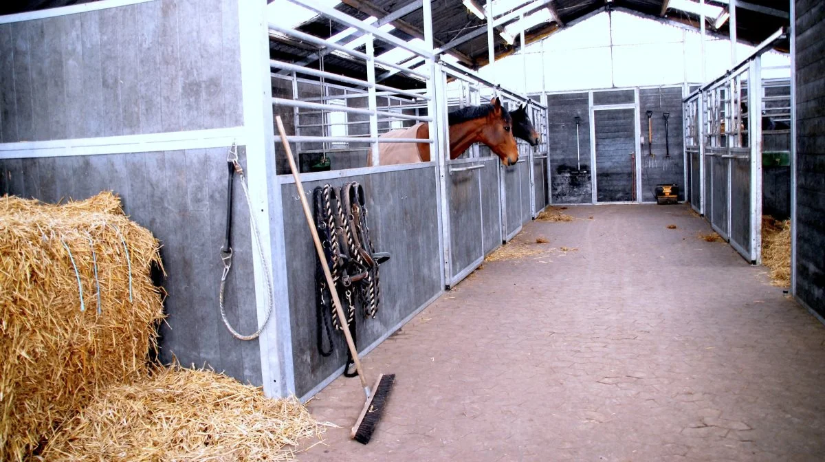 I henhold til hesteloven skal der være tilstrækkeligt naturligt lys i stalden – om nødvendigt suppleret med kunstigt lys. Arkivfoto