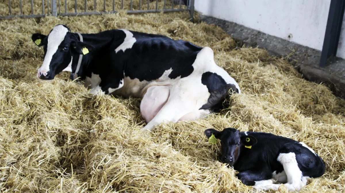 Et af rådene fra Innovationscenter for Økologisk Landsforening lyder blandt andet, at man skal indrette kalvenes næste opholdssted så lig det, de kommer fra som muligt. Arkivfoto