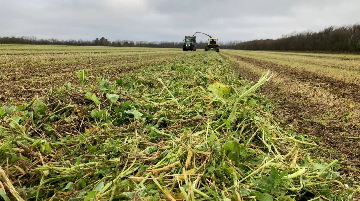 Vestjyllands Andel vil med projektet sikre optimal kvælstofoptagelse via efterafgrøder med tilhørende synergier til biogasindustrien. Foto: Vestjyllands Andel