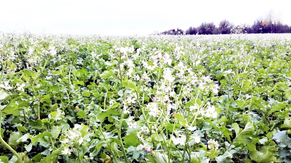 Projektet skal blandt andet finde de bedste artsblandinger, som sikrer optimal kvælstofoptagelse og samtidig producerer en maksimal mængde bladmasse til biogasproduktion. Foto: Camilla Bønløkke