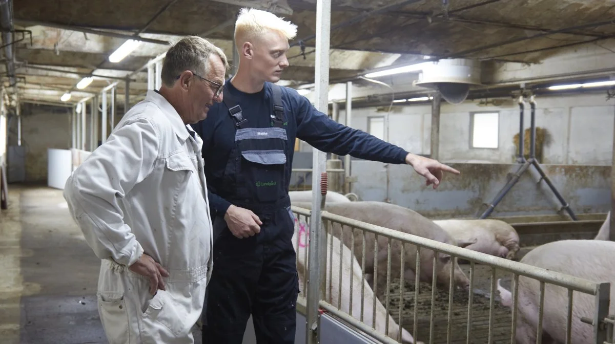 - Det vi helt konkret oplever, det er, at vi stort set ikke længere har gylte, som skrider ud og bliver lamme og må aflives, forklarer Malthe, som her er gået i stalden med Evan Larsen fra Servido, som har stået for rilningen af gulvet.