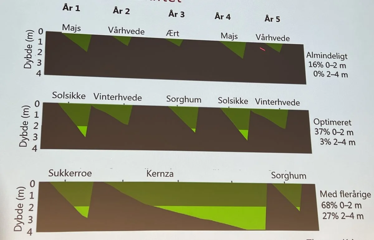 Det er særligt udnyttelsen af jordvolumen, der gør Kernza interessant. Foto: Kasper Stougård