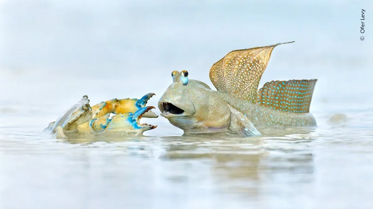 En dyndspringer forsvarer indædt sit territorium over for en indtrængende krabbe i Roebuck Bay, Australien. Foto: Ofer Levy
