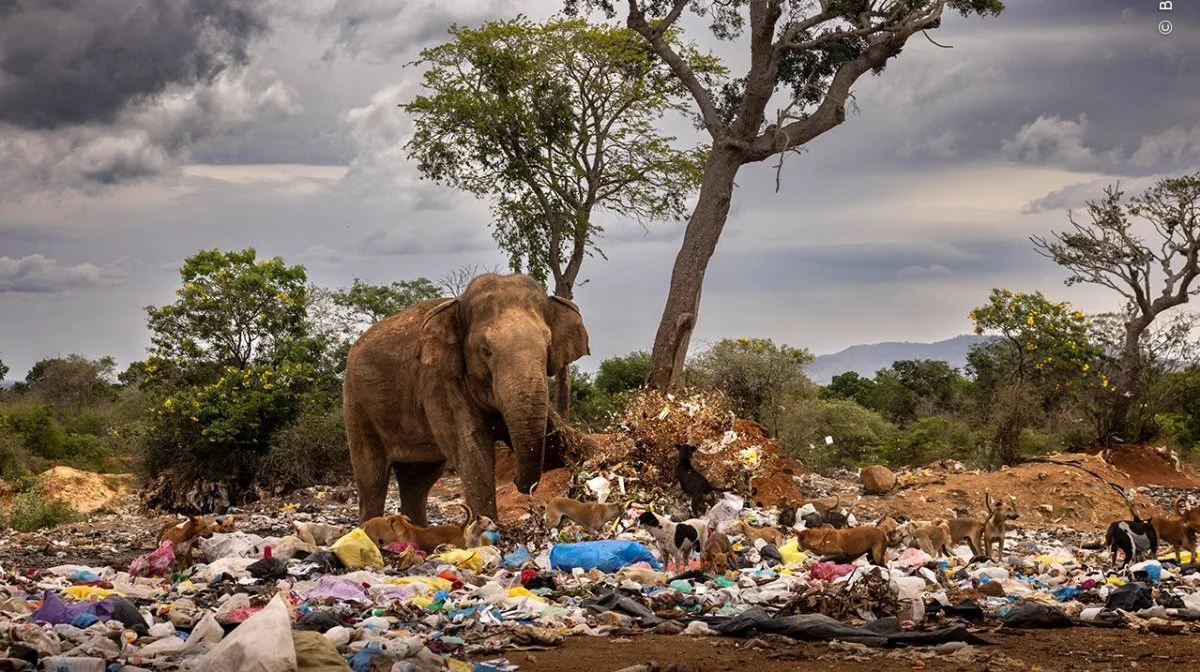 En hanelefant sparker til noget affald, mens den leder efter rådne grøntsager og frugt på en losseplads i Tissamaharama, Sri Lanka. Foto: Brent Stirton