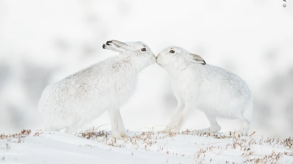 Et par kurtiserende sneharer gnider snuder i Monadhliath-bjergene i Skotland. Foto: Andy Parkinson