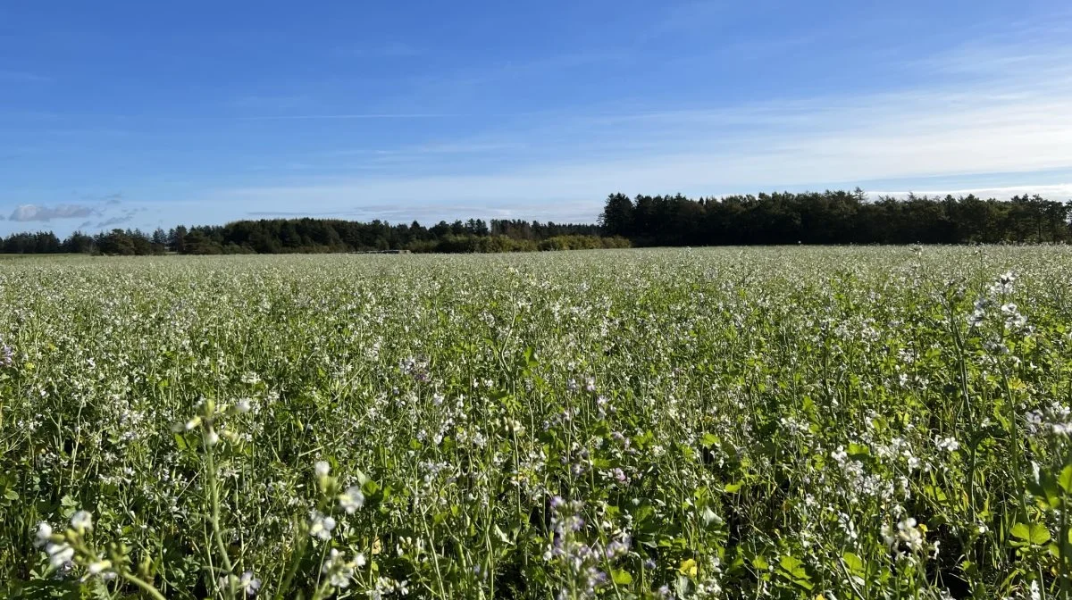 Efterafgrøder og mellemafgrøder er afgørende for den regenerative dyrkningspraksis. Blandt andet som kilde til næringsstoffer og som metode til opbygning af jordens organiske indhold. 