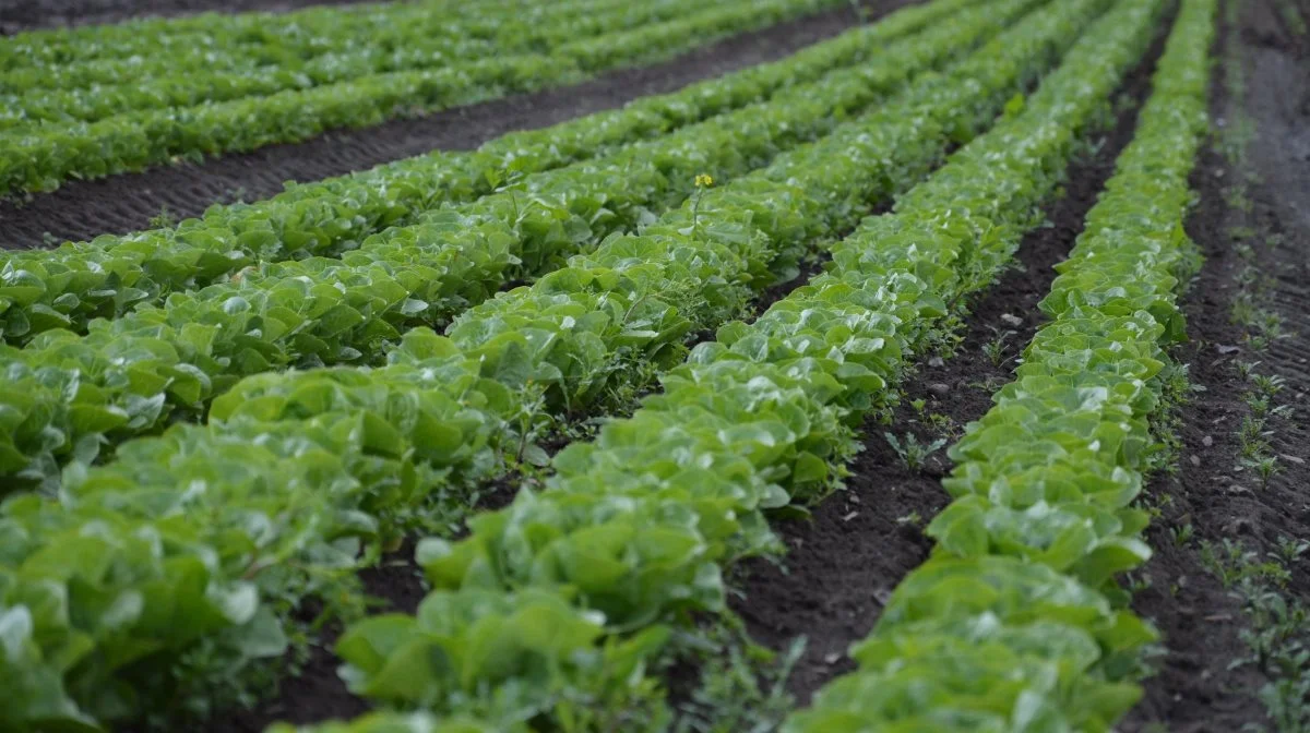 Innovationscenter for Økologisk Landbrug har undersøgt, hvilke barrierer der forhindrer en øget dansk produktion af økologiske frugter og grøntsager. Arkivfoto: Camilla Bønløkke