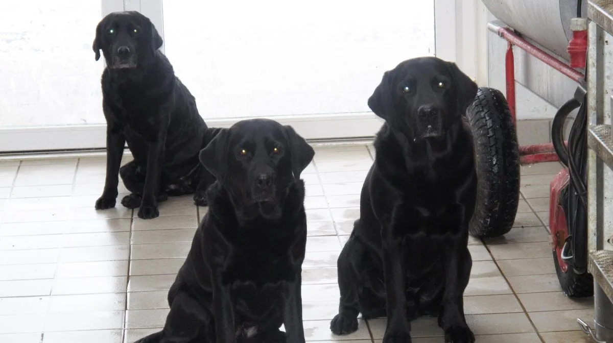 Den hunderace, der blev tegnet flest nye forsikringer på hos Agria Dyreforsikring i 2023, er labrador retriever. Arkivfoto: Camilla Bønløkke