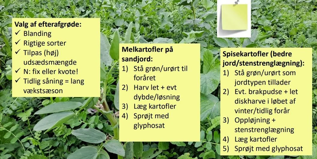 Søren Schnipper havde også konkrete råd til, hvordan efterafgrøderne skal håndteres i kartoffelsædskiftet. Kilde: BJ-Agro