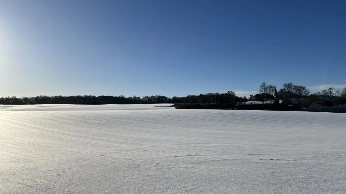 Når sneen er smeltet og det begynder at dufte af forår, er det nødvendigt at være grundig i sin gennemgang af markerne og vurdere, hvor der skal sås om, og hvordan ukrudtsbekæmpelsen skal gribes an. Foto: Kasper Stougård 