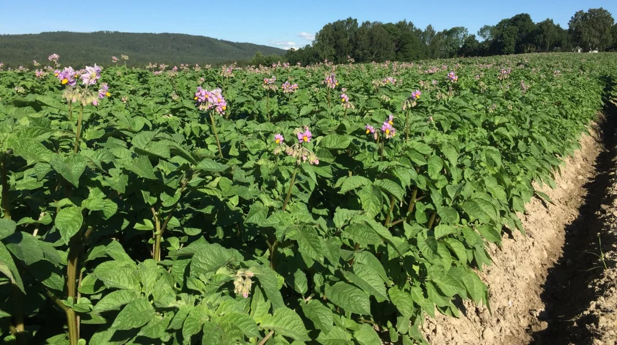 I de seneste tre år har der været afprøvet en kombination af de to bladgødninger Lebosol Potato Care og Lebosol Magnesium sammen med netop biostimulanten Azelis Seaweed. - Det har givet svært gode resultater både med hensyn til tons merudbytte i kartoflerne og samtidig med en optimal kvalitet, lyder det fra Azelis.