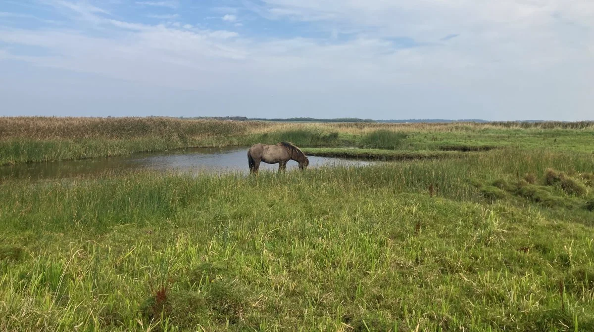 Over tid udvikler områder sig med ekstensiv helårsgræsning. Her er området under udvikling fra en tilgroning med tagrør og rørgræs til en mere artsrig og lavere vegetation.