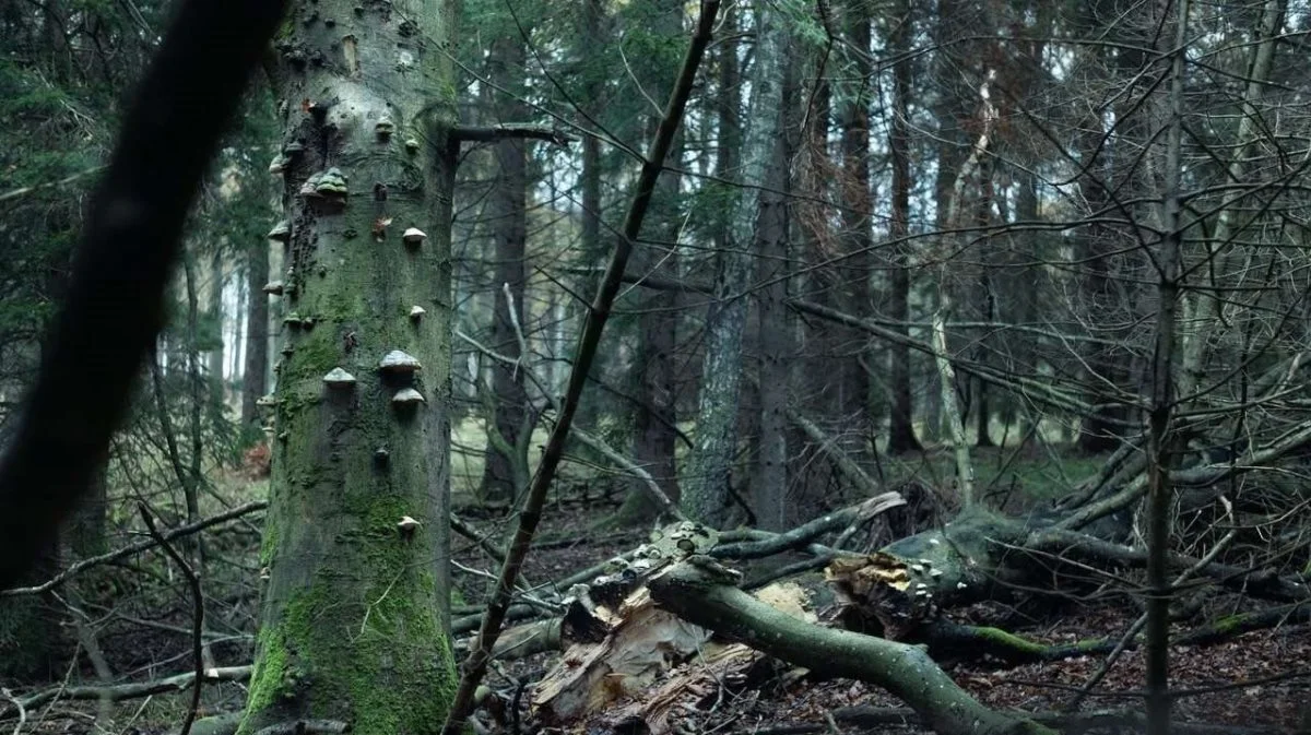 Kortlægningen af skove blev indledt i 2023 og er i øjeblikket knap halvvejs. Foto: Naturstyrelsen