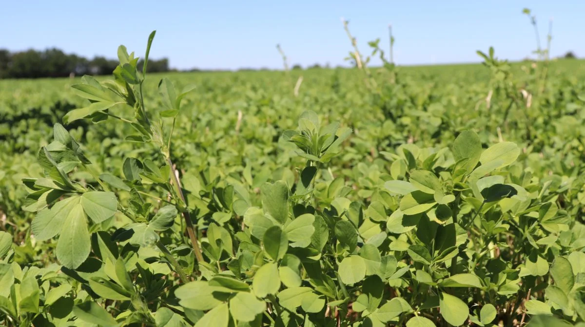 Lucerne leverer på flere dagsordner som en flerårig, lokalt produceret proteinkilde. Foto: Jørgen P. Jensen 