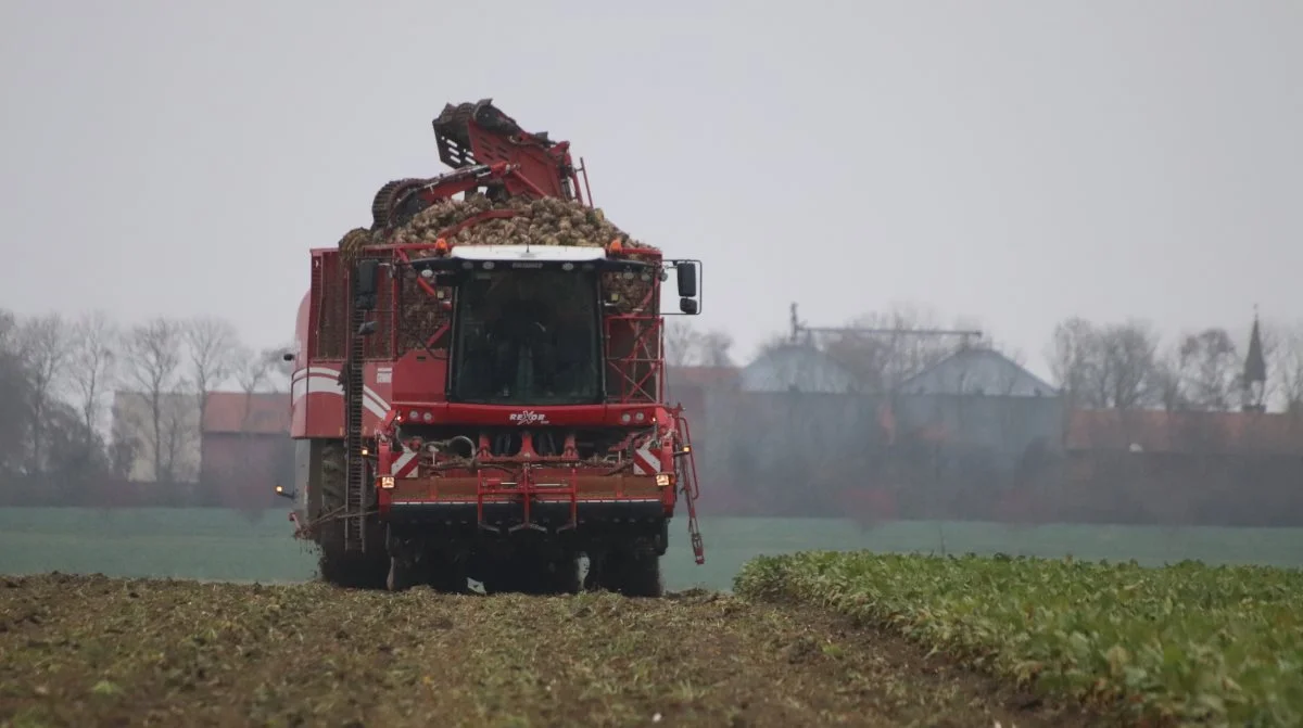 Nordic Sugar stoppede mandag roekampagnen på grund af for mange frostskadede roer. Arkivfoto