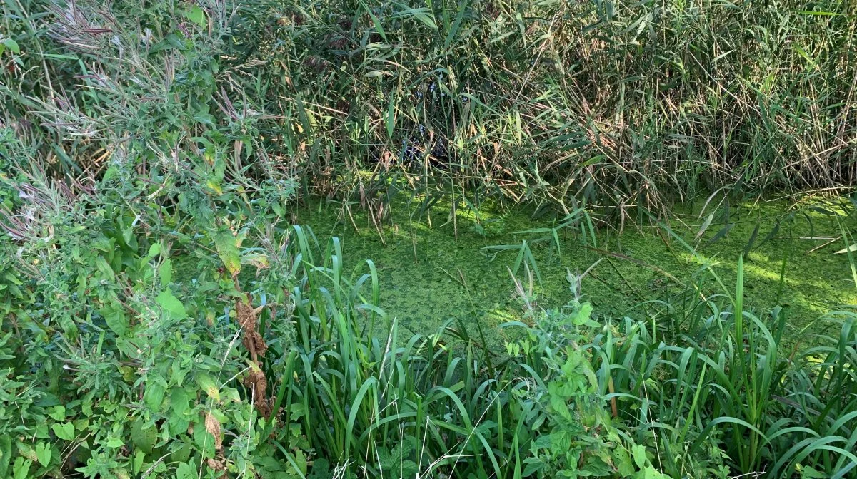 Der faldt for nylig afgørelse i klagesagen om Ringsted Kommunes manglende vedligeholdelse af Ringsted Å – her ses lidt af åen ved Ringsted Mark. Arkivfoto: Jesper Hallgren 