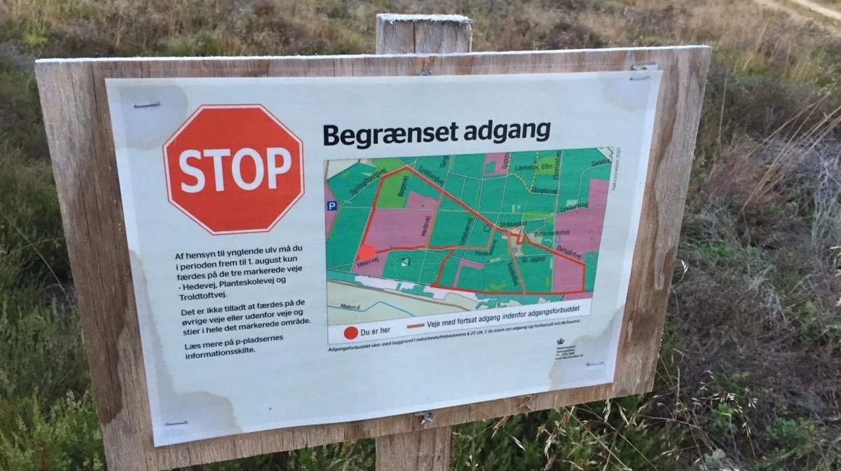 Ulvezonen er ikke længere begrænset til blandt andet Stråsø Plantage, hvor billedet her stammer fra, men dækker nu hele Jylland. Arkivfoto