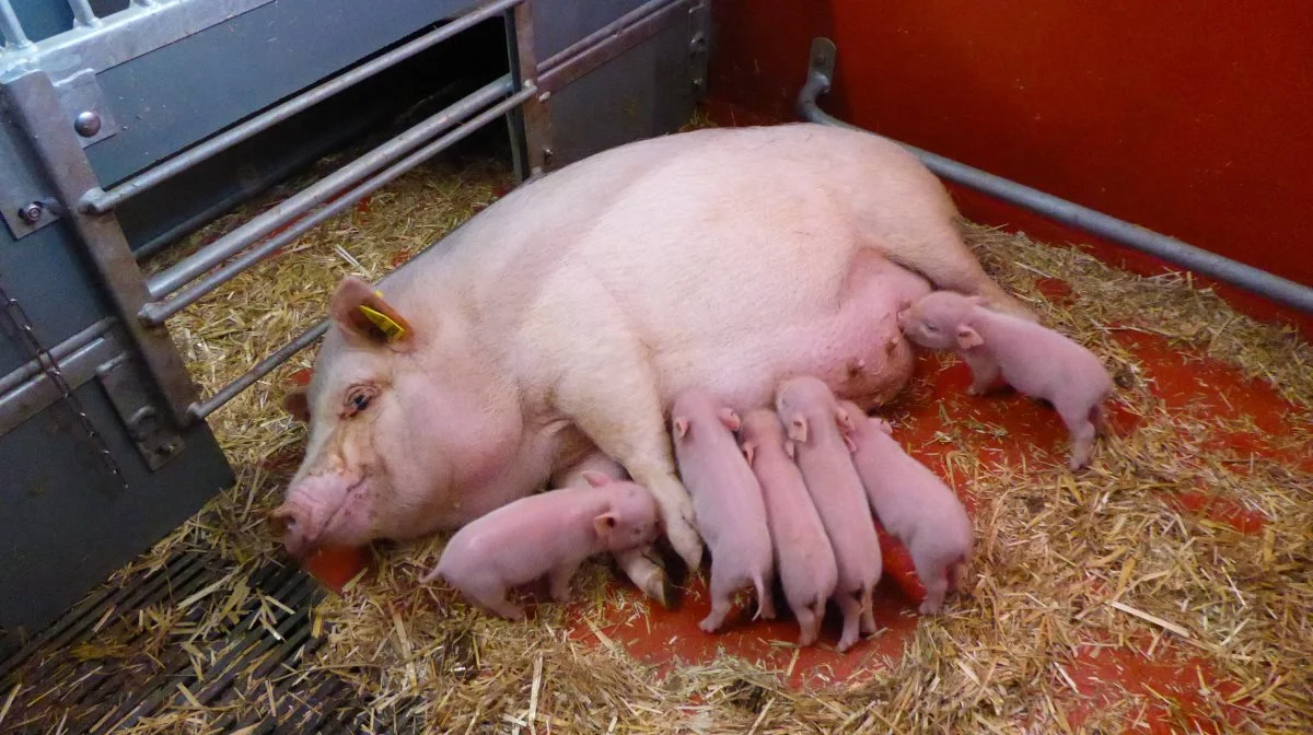 Der er 500 avlssøer og 35 orner i besætningen i Ellegaard Göttingen Minipigs, der ligger ved landsbyen Eggeslevmagle syd for Slagelse. Foto: Göttingen Minipigs