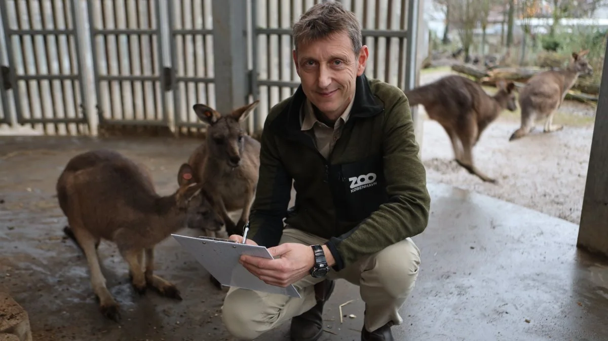 Zoologisk direktør Mads Bertelsen har sammen med optællingsteamet travlt i december måned, når dyrene skal registreres. Foto: København ZOO