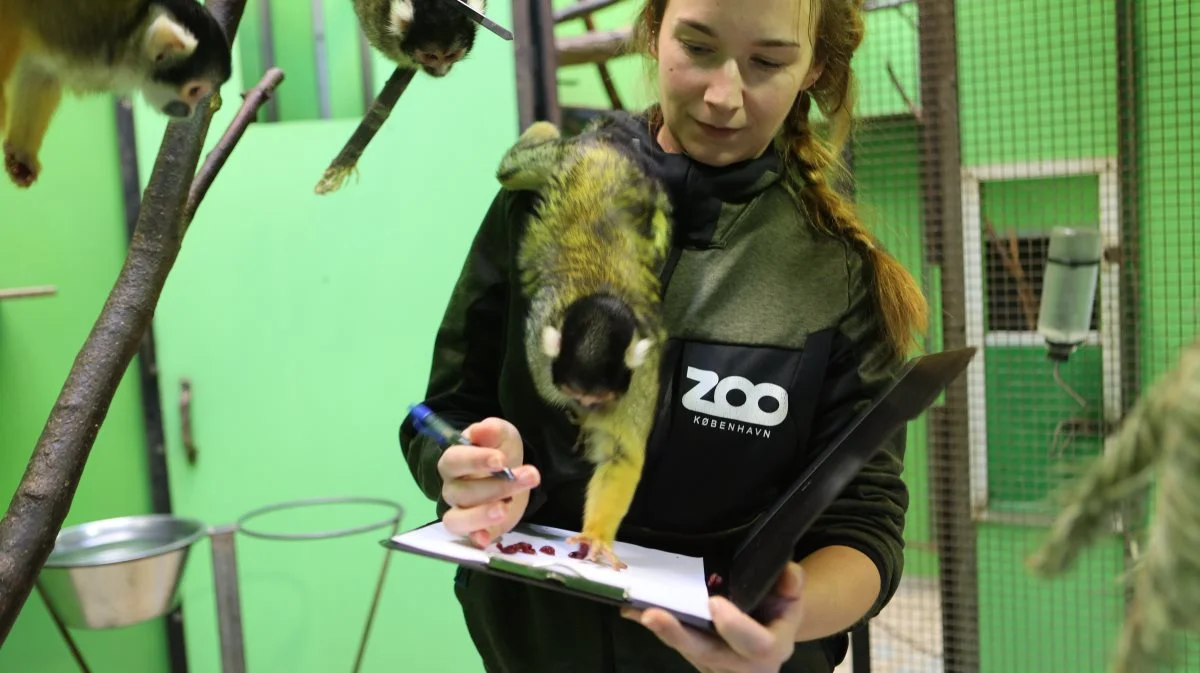 Det er ikke altid nemt at holde styr på dyrene, der skal tælles. Foto: København ZOO