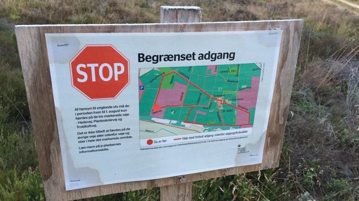 Ulvezonen er ikke længere begrænset til blandt andet Stråsø Plantage, hvor billedet her stammer fra, men dækker nu hele Jylland. Arkivfoto