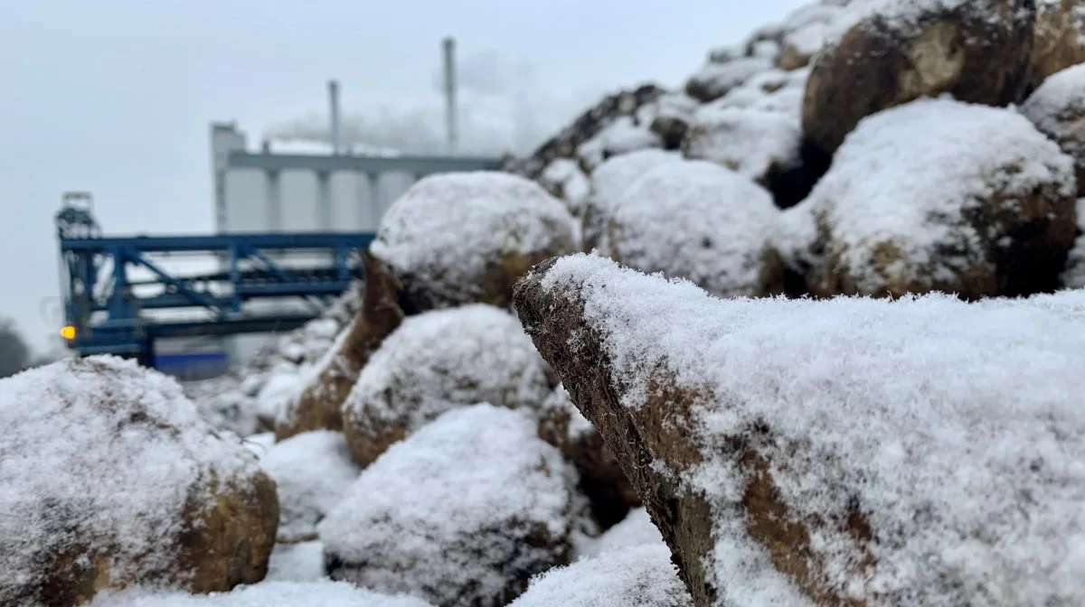 - Vi har ikke en støttemodel eller prisniveau klar endnu, lyder meldingen fra Nordic Sugar om en mulig støtte til dyrkere med større økonomiske tab på grund af frostskadede roer. Arkivfoto