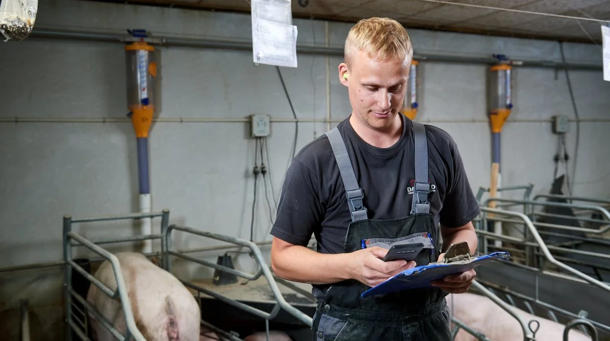 - Gennem balanceret avl vil vi gerne forsyne griseproduktionen med mere effektiv, bæredygtig og robust genetik, lyder det i en pressemeddelelse fra DanBred. PR-foto