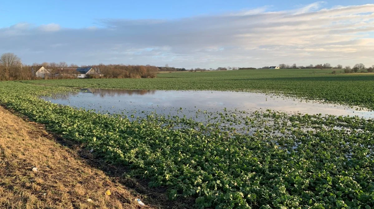 På mange marker står større eller mindre områder under vand, og landmænd frygter naturligvis for lavere udbytter. Foto: Jesper Hallgren 