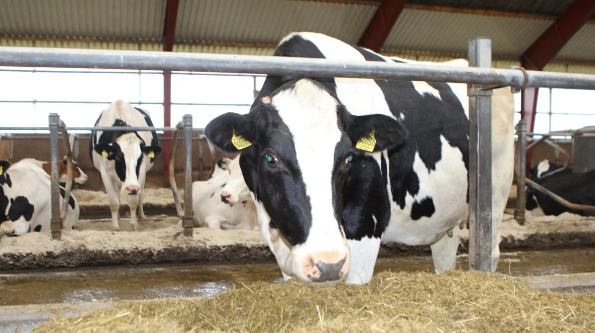 Dansk holstein har haft en nedgang på cirka 18.000 dyr, men er suverænt fortsat den mest fremtrædende malkerace i Danmark med knap 780.000 dyr. Foto: Line Brusgaard